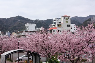写真：満開に咲く親水公園の大寒桜2