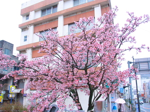 令和5年度　糸川遊歩道のあたみ桜