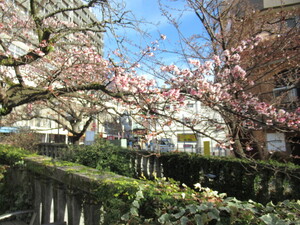 令和4年度糸川遊歩道あたみ桜の写真