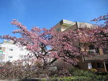 写真：糸川遊歩道　あたみ桜
