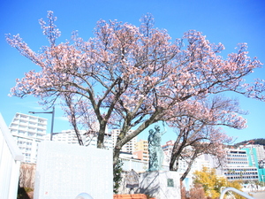令和5年度釜鳴屋平七像あたみ桜の写真