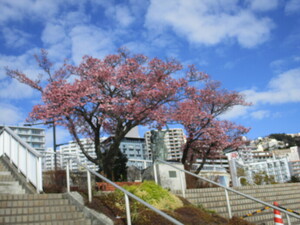 令和4年度釜鳴屋平七像あたみ桜の写真