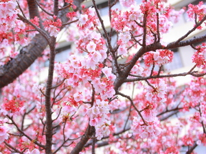 令和5年度渚デッキあたみ桜の写真
