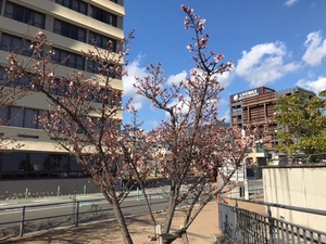 令和5年度渚デッキあたみ桜の写真