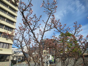 令和4年度渚デッキあたみ桜の写真