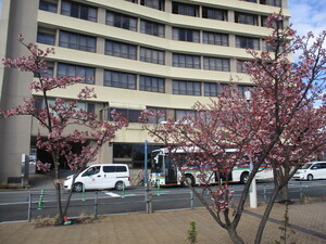 令和4年度渚デッキあたみ桜の写真