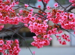 写真：寒緋桜