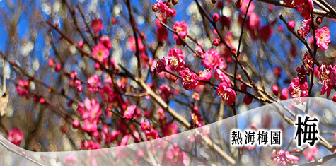 熱海梅園　梅