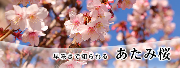 早咲きで知られる　あたみ桜