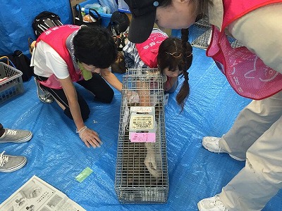 写真：捕獲された猫