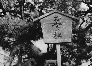 写真：お宮の松