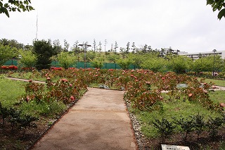 写真：写真：リトルプリンス花壇4