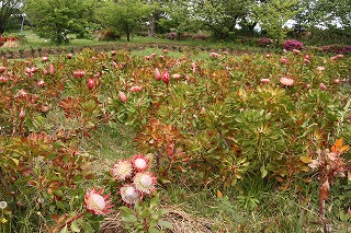 写真：リトルプリンス花壇2