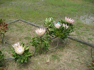写真：初島公園に咲くキングプロテア2