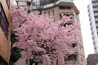 写真：満開に咲く坂町の寺桜1
