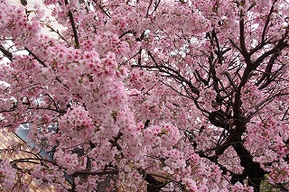 写真：満開に咲く坂町の寺桜2