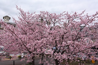 写真：満開に咲く親水公園の大寒桜1