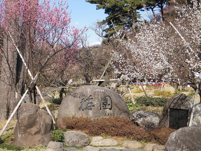 写真：梅園と書かれた石碑と花を咲かせた沢山の梅の木
