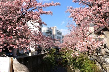 あたみ桜