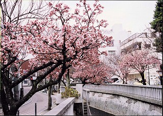 写真：あたみ桜