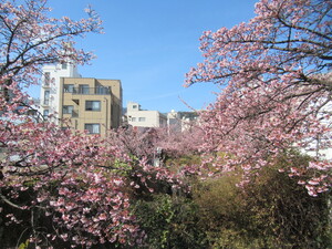 令和4年度糸川遊歩道あたみ桜の写真