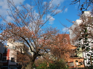 1月6日　糸川遊歩道のあたみ桜の