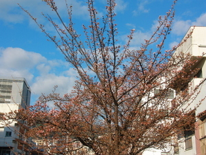 1月6日　糸川遊歩道のあたみ桜　その2