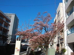 糸川遊歩道あたみ桜