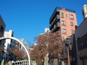 糸川遊歩道のあたみ桜その2