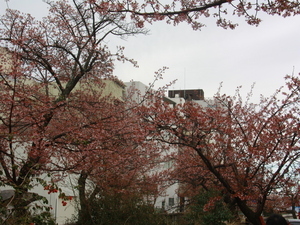 令和8年2月10日糸川遊歩道あたみ桜の様子その1