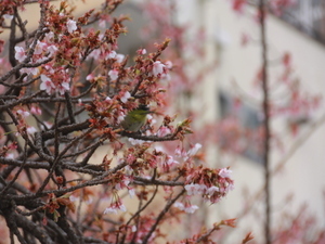 令和8年2月10日糸川遊歩道のあたみ桜その2