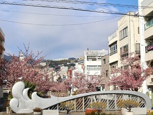 令和5年度　糸川遊歩道のあたみ桜その3