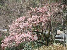 写真：梅園　あたみ桜