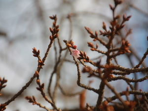 令和7年12月18日梅園前市道あたみ桜の様子