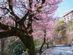 令和5年度梅園前市道あたみ桜の写真