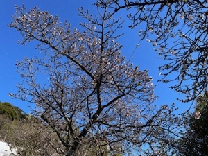 令和5年度梅園前市道あたみ桜の写真