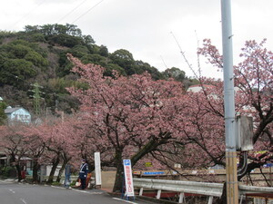 令和4年度梅園前市道あたみ桜の写真