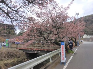 令和4年度梅園前市道あたみ桜の写真