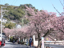 梅園前市道あたみ桜