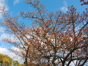 令和8年1月6日　梅園前市道　あたみ桜