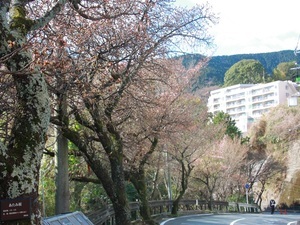令和8年1月6日　梅園前市道　あたみ桜　2