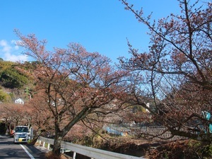 梅園前市道あたみ桜の様子