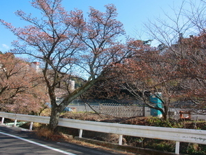 梅園前市道のあたみ桜2