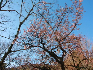 令和8年2月10日梅園前市道のあたみ桜の様子その1