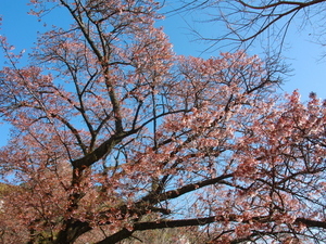 令和8年2月10日梅園前市道のあたみ桜の様子その2