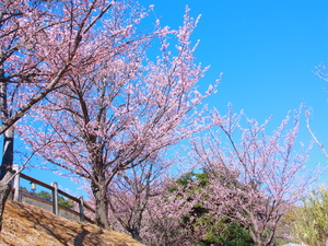 令和5年度さくらの名所散策路のあたみ桜の写真