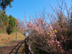 令和8年1月6日　桜の名所散策路