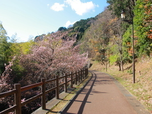 令和8年1月6日　桜の名所散策路　2