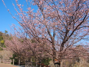 さくらの名所散策路1