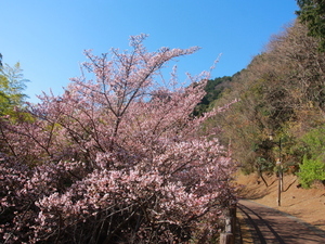 さくらの名所散策路2